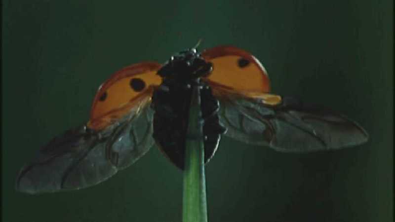 D:\Microcosmos\Ladybird] [01/34] - 058.jpg (1/1) (Video Capture); DISPLAY FULL IMAGE.