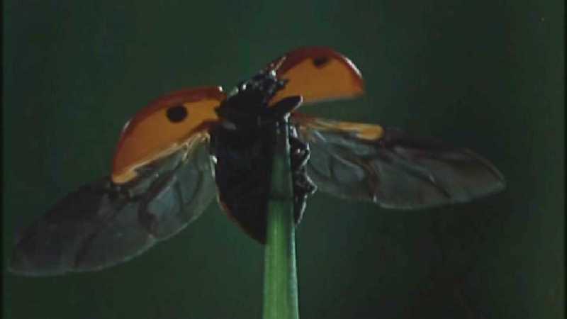 D:\Microcosmos\Ladybird] [01/34] - 058.jpg (1/1) (Video Capture); DISPLAY FULL IMAGE.