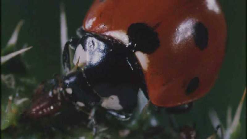 Microcosmos\Ladybug, Plant Louse, Carpenter Ants [01/13] - 082.jpg (1/1) (Video Capture); DISPLAY FULL IMAGE.