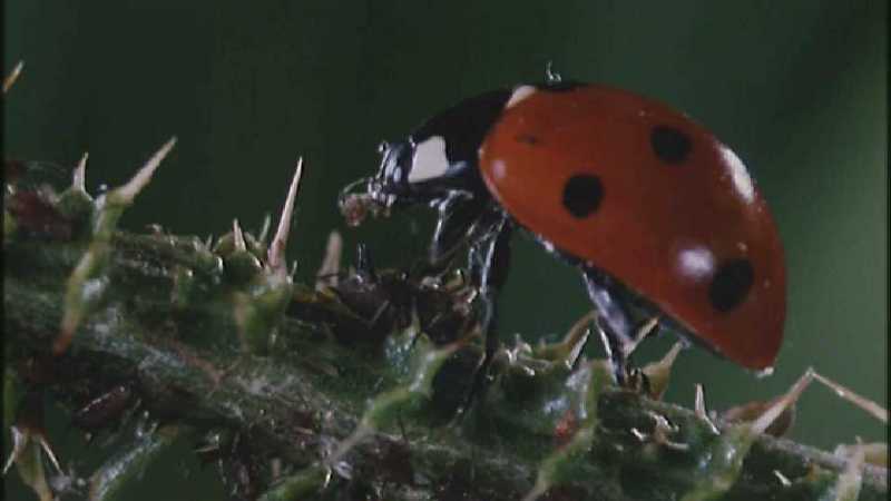 Microcosmos\Ladybug, Plant Louse, Carpenter Ants [01/13] - 082.jpg (1/1) (Video Capture); DISPLAY FULL IMAGE.