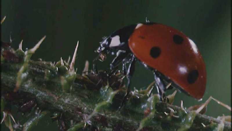 Microcosmos\Ladybug, Plant Louse, Carpenter Ants [01/13] - 082.jpg (1/1) (Video Capture); DISPLAY FULL IMAGE.