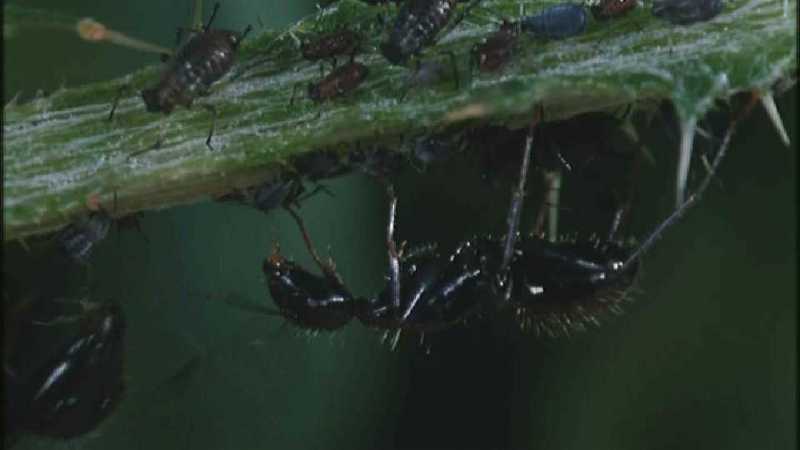 Microcosmos\Ladybug, Plant Louse, Carpenter Ants [01/13] - 082.jpg (1/1) (Video Capture); DISPLAY FULL IMAGE.