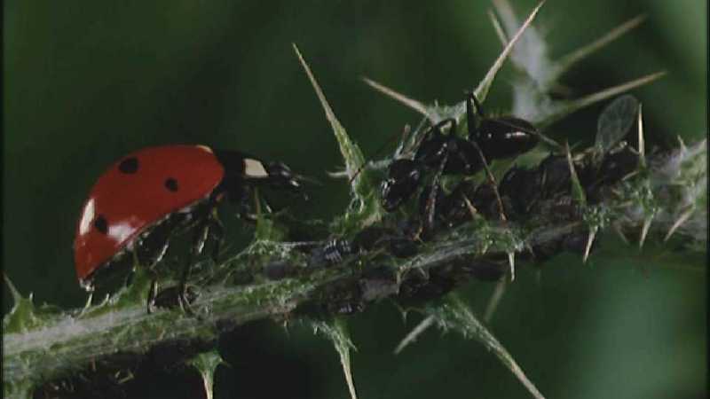 Microcosmos\Ladybug, Plant Louse, Carpenter Ants [01/13] - 082.jpg (1/1) (Video Capture); DISPLAY FULL IMAGE.