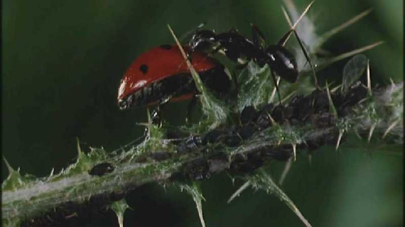 Microcosmos\Ladybug, Plant Louse, Carpenter Ants [01/13] - 082.jpg (1/1) (Video Capture); DISPLAY FULL IMAGE.