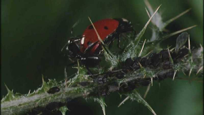 Microcosmos\Ladybug, Plant Louse, Carpenter Ants [01/13] - 082.jpg (1/1) (Video Capture); DISPLAY FULL IMAGE.