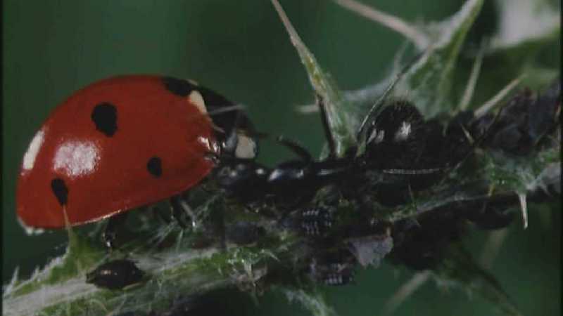 Microcosmos\Ladybug, Plant Louse, Carpenter Ants [01/13] - 082.jpg (1/1) (Video Capture); DISPLAY FULL IMAGE.