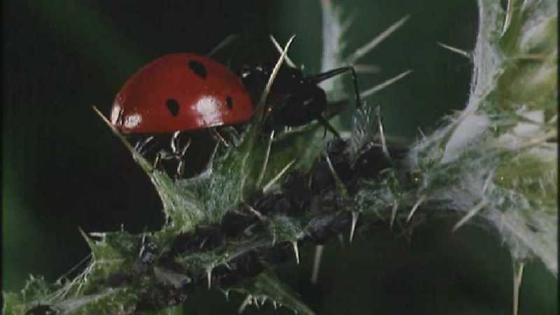 Microcosmos\Ladybug, Plant Louse, Carpenter Ants [01/13] - 082.jpg (1/1) (Video Capture); DISPLAY FULL IMAGE.