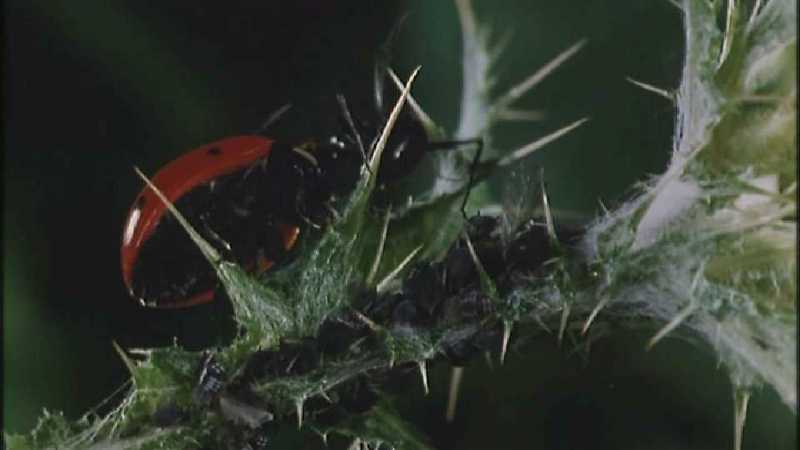 Microcosmos\Ladybug, Plant Louse, Carpenter Ants [01/13] - 082.jpg (1/1) (Video Capture); DISPLAY FULL IMAGE.