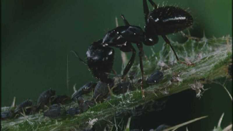 Microcosmos\Ladybug, Plant Louse, Carpenter Ants [01/13] - 082.jpg (1/1) (Video Capture); DISPLAY FULL IMAGE.