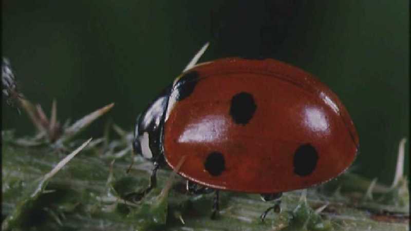 D:\Microcosmos\Ladybird] [25/34] - 094.jpg (1/1) (Video Capture); DISPLAY FULL IMAGE.