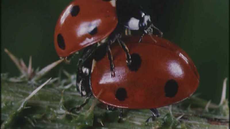 D:\Microcosmos\Ladybird] [25/34] - 094.jpg (1/1) (Video Capture); DISPLAY FULL IMAGE.