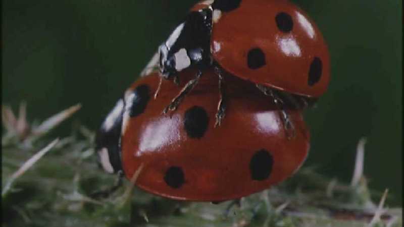 D:\Microcosmos\Ladybird] [25/34] - 094.jpg (1/1) (Video Capture); DISPLAY FULL IMAGE.