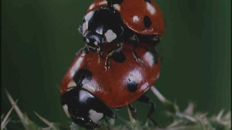 D:\Microcosmos\Ladybird] [25/34] - 094.jpg (1/1) (Video Capture); DISPLAY FULL IMAGE.
