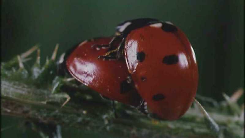 D:\Microcosmos\Ladybird] [25/34] - 094.jpg (1/1) (Video Capture); DISPLAY FULL IMAGE.