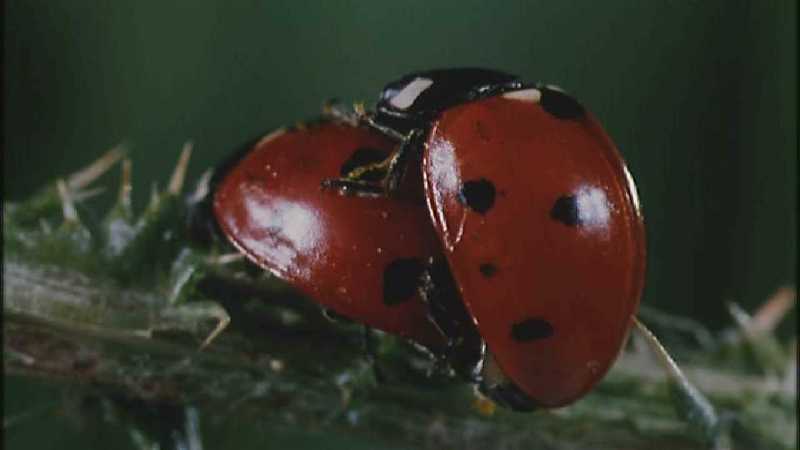D:\Microcosmos\Ladybird] [25/34] - 094.jpg (1/1) (Video Capture); DISPLAY FULL IMAGE.