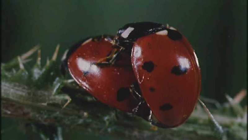 D:\Microcosmos\Ladybird] [25/34] - 094.jpg (1/1) (Video Capture); DISPLAY FULL IMAGE.