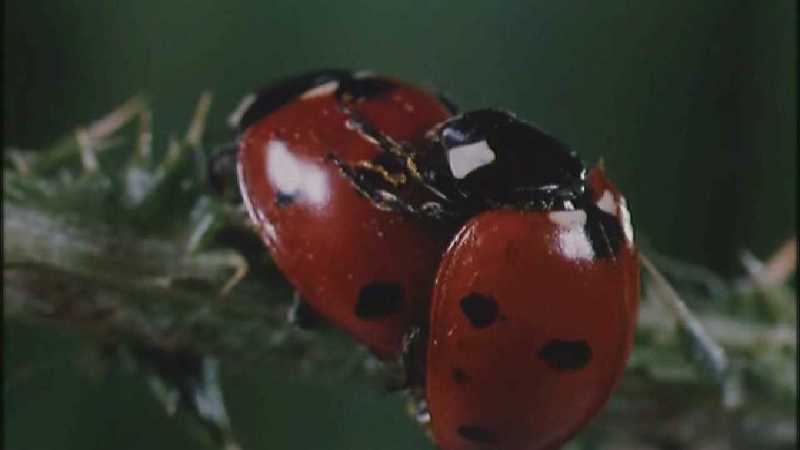 D:\Microcosmos\Ladybird] [25/34] - 094.jpg (1/1) (Video Capture); DISPLAY FULL IMAGE.