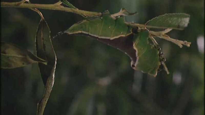 D:\Microcosmos\Great Peacock Moth Caterpillar [01/12] - 002.jpg (1/1) (Video Capture); DISPLAY FULL IMAGE.