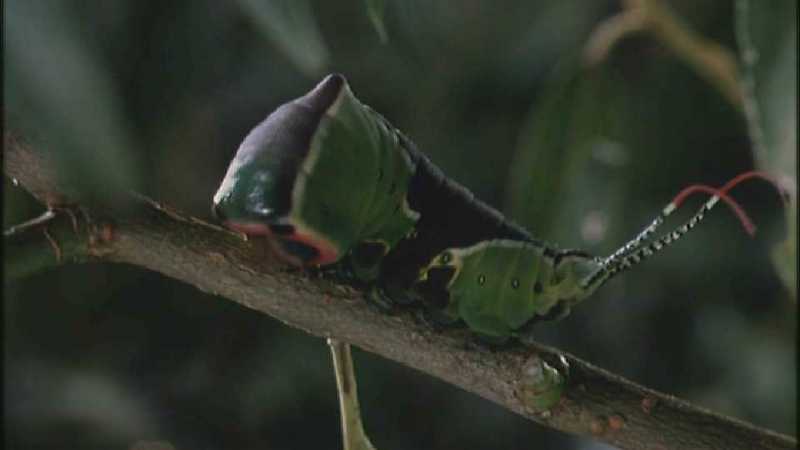 D:\Microcosmos\Great Peacock Moth Caterpillar [01/12] - 002.jpg (1/1) (Video Capture); DISPLAY FULL IMAGE.