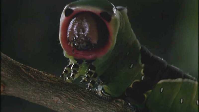 D:\Microcosmos\Great Peacock Moth Caterpillar [01/12] - 002.jpg (1/1) (Video Capture); DISPLAY FULL IMAGE.
