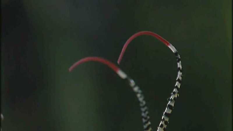 D:\Microcosmos\Great Peacock Moth Caterpillar [01/12] - 002.jpg (1/1) (Video Capture); DISPLAY FULL IMAGE.