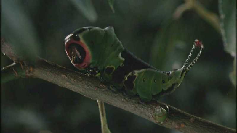 D:\Microcosmos\Great Peacock Moth Caterpillar [01/12] - 002.jpg (1/1) (Video Capture); DISPLAY FULL IMAGE.