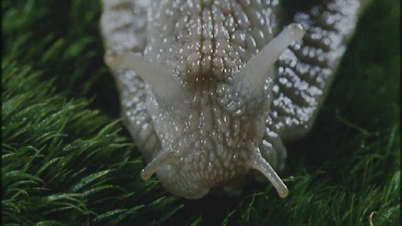 D:\Microcosmos\Garden Snails] [01/20] - 112.jpg (1/1) (Video Capture); DISPLAY FULL IMAGE.