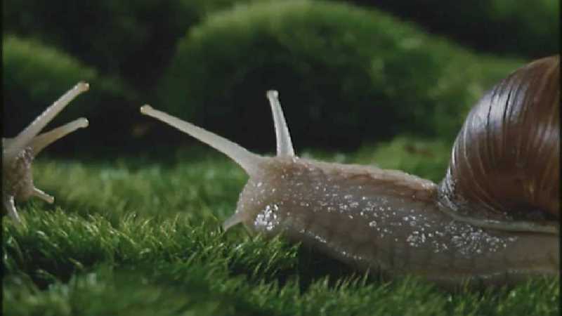 D:\Microcosmos\Garden Snails] [01/20] - 112.jpg (1/1) (Video Capture); DISPLAY FULL IMAGE.