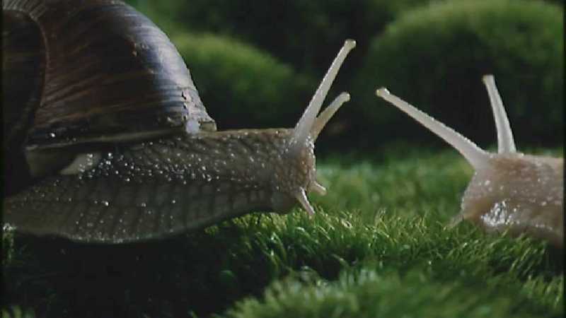 D:\Microcosmos\Garden Snails] [01/20] - 112.jpg (1/1) (Video Capture); DISPLAY FULL IMAGE.