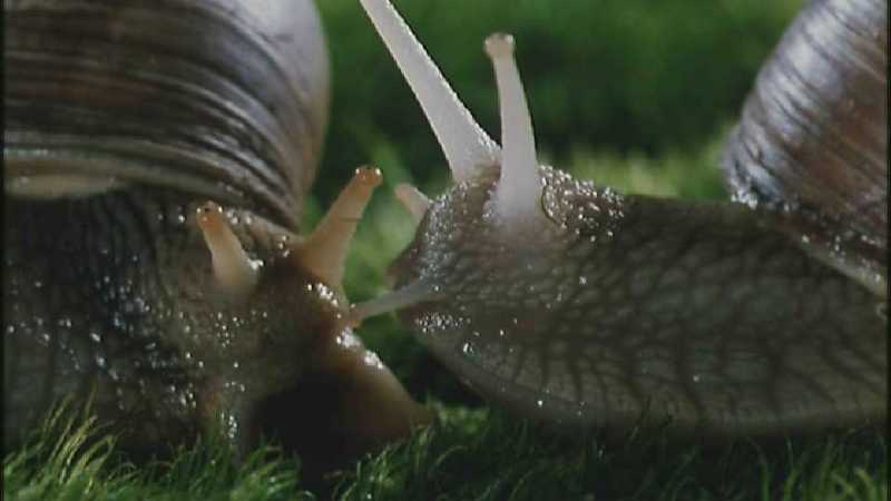 D:\Microcosmos\Garden Snails] [01/20] - 112.jpg (1/1) (Video Capture); DISPLAY FULL IMAGE.