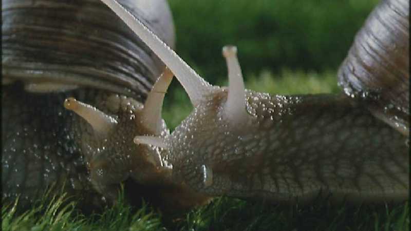 D:\Microcosmos\Garden Snails] [01/20] - 112.jpg (1/1) (Video Capture); DISPLAY FULL IMAGE.