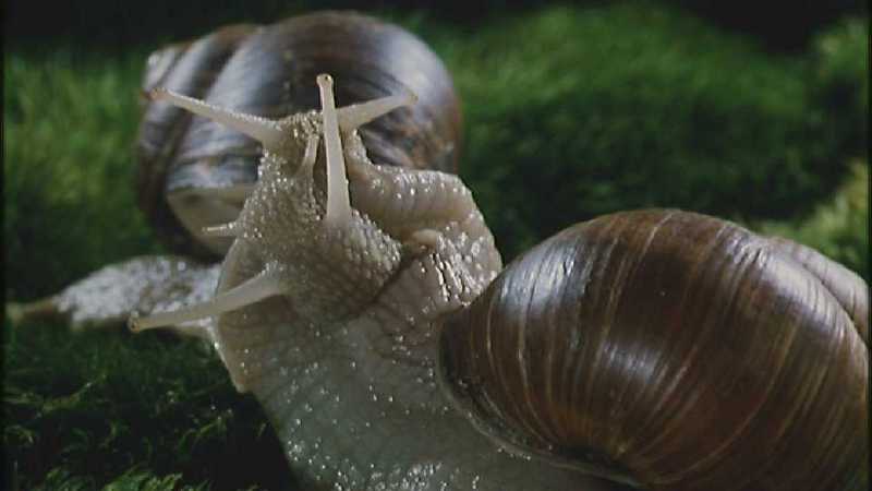 D:\Microcosmos\Garden Snails] [01/20] - 112.jpg (1/1) (Video Capture); DISPLAY FULL IMAGE.