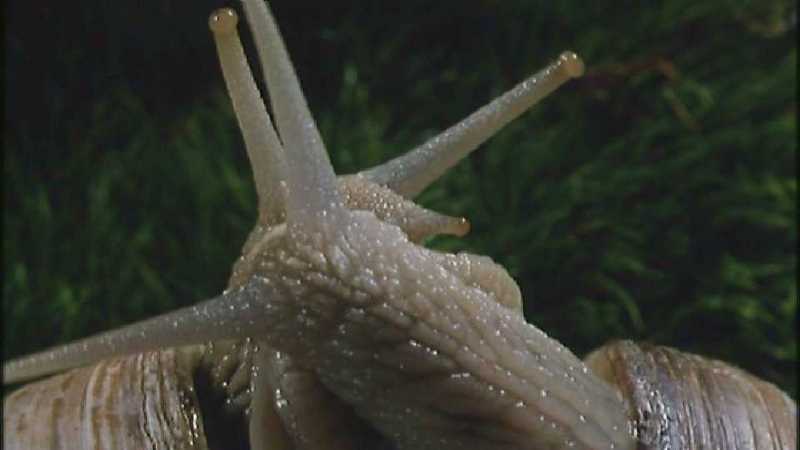 D:\Microcosmos\Garden Snails] [01/20] - 112.jpg (1/1) (Video Capture); DISPLAY FULL IMAGE.