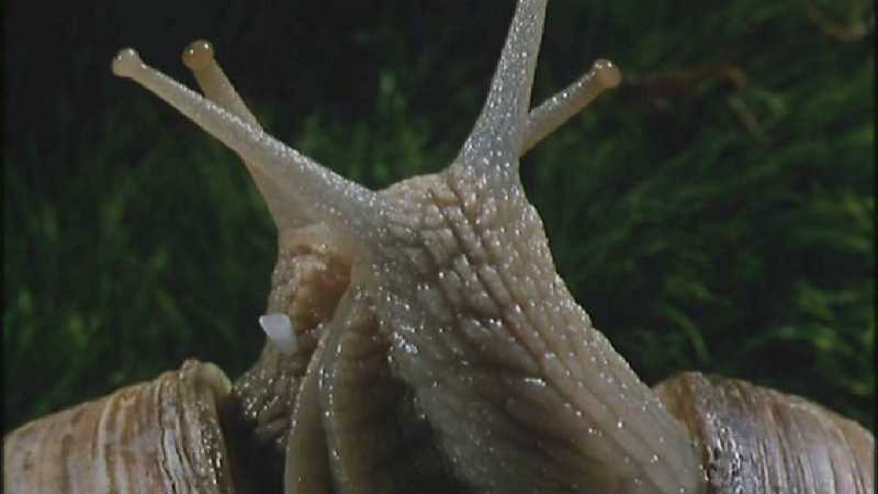 D:\Microcosmos\Garden Snails] [01/20] - 112.jpg (1/1) (Video Capture); DISPLAY FULL IMAGE.