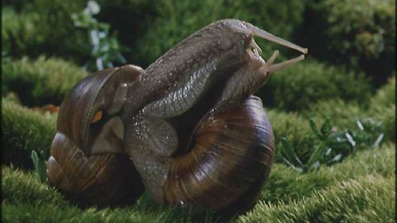 D:\Microcosmos\Garden Snails] [01/20] - 112.jpg (1/1) (Video Capture); DISPLAY FULL IMAGE.