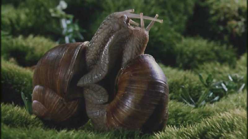 D:\Microcosmos\Garden Snails] [01/20] - 112.jpg (1/1) (Video Capture); DISPLAY FULL IMAGE.