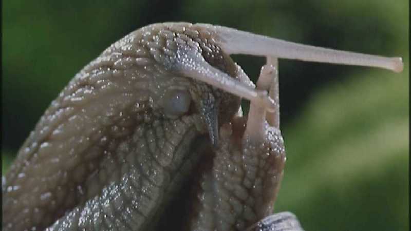 D:\Microcosmos\Garden Snails] [01/20] - 112.jpg (1/1) (Video Capture); DISPLAY FULL IMAGE.