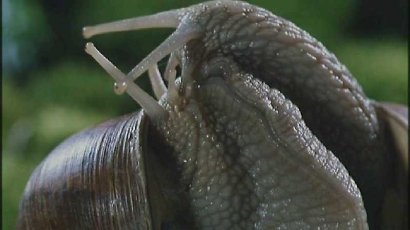 D:\Microcosmos\Garden Snails] [01/20] - 112.jpg (1/1) (Video Capture); DISPLAY FULL IMAGE.