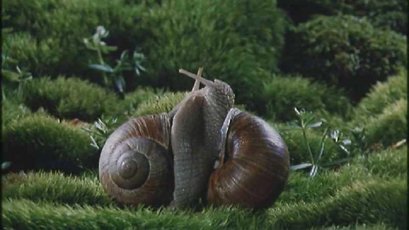 D:\Microcosmos\Garden Snails] [01/20] - 112.jpg (1/1) (Video Capture); DISPLAY FULL IMAGE.