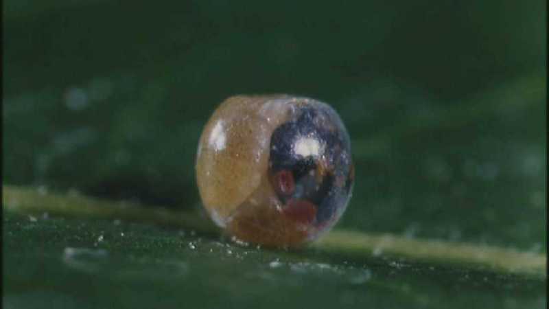 D:\Microcosmos\Caterpillar hatches] [02/22] - 129.jpg (1/1) (Video Capture); DISPLAY FULL IMAGE.