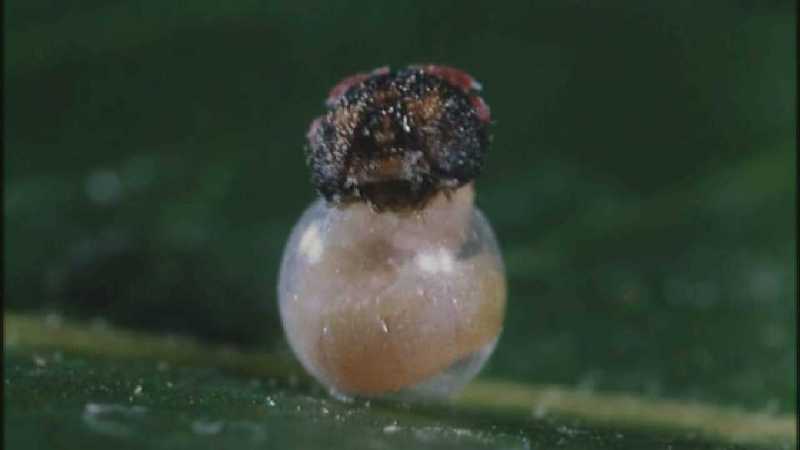 D:\Microcosmos\Caterpillar hatches] [03/22] - 130.jpg (1/1) (Video Capture); DISPLAY FULL IMAGE.