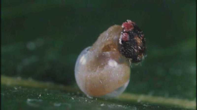 D:\Microcosmos\Caterpillar hatches] [03/22] - 130.jpg (1/1) (Video Capture); DISPLAY FULL IMAGE.