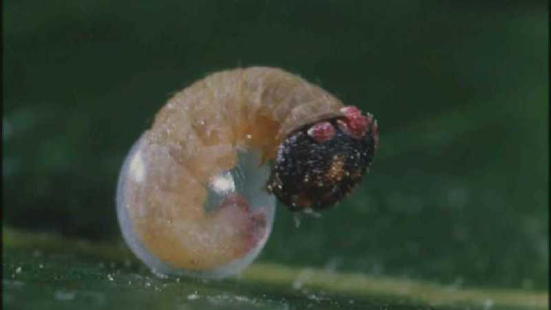 D:\Microcosmos\Caterpillar hatches] [03/22] - 130.jpg (1/1) (Video Capture); DISPLAY FULL IMAGE.