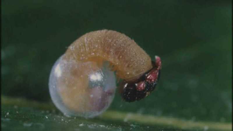 D:\Microcosmos\Caterpillar hatches] [03/22] - 130.jpg (1/1) (Video Capture); DISPLAY FULL IMAGE.