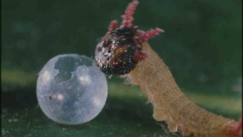 D:\Microcosmos\Caterpillar hatches] [03/22] - 130.jpg (1/1) (Video Capture); DISPLAY FULL IMAGE.