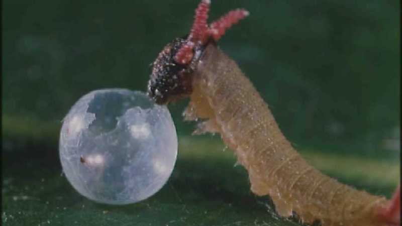 D:\Microcosmos\Caterpillar hatches] [03/22] - 130.jpg (1/1) (Video Capture); DISPLAY FULL IMAGE.