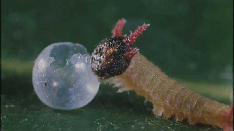 D:\Microcosmos\Caterpillar hatches] [03/22] - 130.jpg (1/1) (Video Capture); DISPLAY FULL IMAGE.
