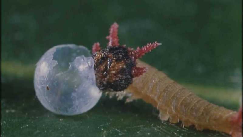 D:\Microcosmos\Caterpillar hatches] [03/22] - 130.jpg (1/1) (Video Capture); DISPLAY FULL IMAGE.