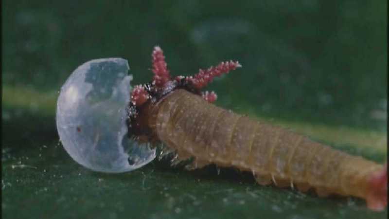 D:\Microcosmos\Caterpillar hatches] [03/22] - 130.jpg (1/1) (Video Capture); DISPLAY FULL IMAGE.