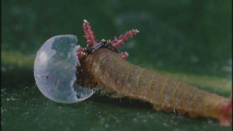 D:\Microcosmos\Caterpillar hatches] [03/22] - 130.jpg (1/1) (Video Capture); DISPLAY FULL IMAGE.